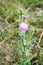 Weed fluffy bright pink thorn with sharp needles. .