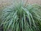 Weed grass, Fakahatchee grass, Tripsacum dactyloides. Eastern gammagrass