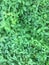 weed green background