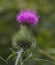 Weed on a green blurred background.