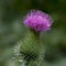 Weed on a green blurred background.