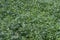Weed green grass field background