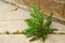 Weed Growing in Crack of Sidewalk