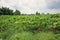 Weed infestation in in papaya production field