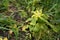 Weed killed by pesticide treatment on winter wheat