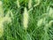 weed Knotroot foxtail