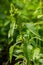 Weed and medicinal plant Amaranthus retroflexus