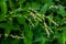 Weed Persicaria lapathifolia grows in a field among agricultural crops