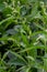 Weed Persicaria lapathifolia grows in a field among agricultural crops