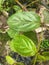 weed plants that grow in waterways in West Kalimantan, Indonesia 5