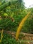 weed plants that grow in waterways in West Kalimantan, Indonesia 7