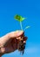 Weed is removing from field by hand pulling. Uprooted weed plant in farmer`s hand on blured sky