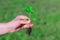 Weed is removing from field by hand pulling. Uprooted weed plant in farmer`s hand.green blurry background