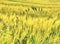 Weed, stalk of oats in rye or barley field. Green spikelets of oats