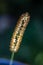 Weed Tail Similar to Wheat Gone to Seed, Close up on a Sunny Day