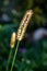 Weed Tail Similar to Wheat Gone to Seed, Close up on a Sunny Day