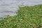 Weed or Water hyacinth in the river