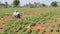 Weeding by Indian women in a large peanut plantation Arachis hypogaea