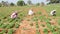 Weeding by Indian women in a large peanut plantation Arachis hypogaea