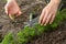 Weeding of parsley bed