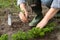 Weeding of parsley bed