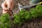 Weeding of parsley bed