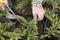 Weeding weeds in the nursery of coniferous plants, a woman in garden gloves working in the garden