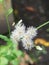 weeds with beautiful white flowers that grow in front of the house