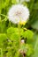 weeds in bloom in the city park