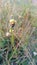 the weeds blooming in the arid valley