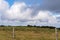 Weeds Blowing In The Breeze On A Country Property