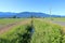 Weeds and Farm Irrigation Ditch