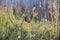 Weeds in the field. Tall grass and weeds overgrown in a field