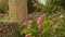 Weeds and flowers growing on ruins of abandoned building, decaying construction