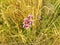 Weeds and grasses and plant with pink flowers