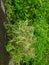 Weeds grow on the edge of the cliffs of public roads