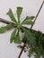 weeds grow in the gaps in the walls of the house