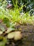 weeds that grow between the paving blocks