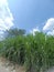 The weeds grow tall and very fertile on the side of the road.