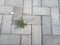 Weeds growing between the block paving floors
