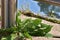 Weeds Growing Through Cement Cracks On A Balcony