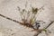 Weeds Growing in Crack in Cement