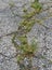 Weeds growing through cracks on a driveway