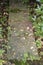 Weeds growing in cracks of garden paving slabs