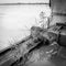 Weeds growing on a floating house on the banks of the Mahakam River