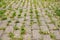 Weeds growing from the gaps between the cobblestones