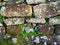 Weeds Growing in Old Dry Stone Wall