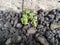 weeds growing on the side of the road, Pilea microphylla