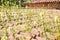 Weeds Growing Through Tile Pipe Roof