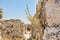 Weeds growing on the wall of ruins of the walls in the Amman Citadel, a historical site at the center of downtown Amman, Jordan.